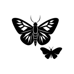 Two butterflies with detailed wing design on transparent background silhouette