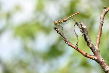 Sympetrum vulgatum. large beautiful dragonfly on a dry branch green background close-up. dragonfly sits on a branch in the garden. dragonfly with big eyes. small predator. macro nature