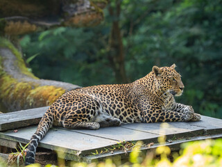 Relaxed Leopard Sitting Comfortably on Wooden Board in Natural Setting