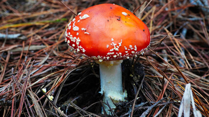 Beautiful fly agaric close up. Fly agaric. Fly agaric in forest. Fly agaric in macro view.Australian forest.Bright red mushroom growing among pine needles in a forest setting during autumn season