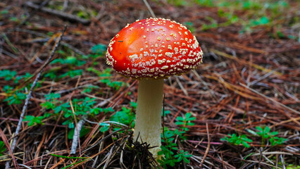 Beautiful fly agaric close up. Fly agaric. Fly agaric in forest. Fly agaric in macro view.Australian forest.Bright red mushroom with white spots stands out among green foliage on forest floor