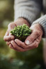 Closeup of aged hands gently holding a small plant. Symbolizing growth, hope,  environmental care. Ideal for themes of sustainability, nature,  legacy.