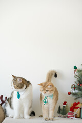 british and scottish cat wear green necktie sit on white table with christmas tree gift box and ornament decorate background