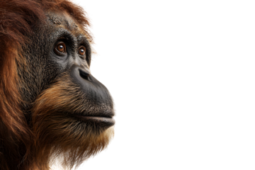 Close-up side portrait of orangutan with textured skin and soulful eyes isolated on transparent background