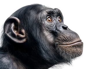 Expressive side portrait of chimpanzee with realistic fur texture and intelligent gaze isolated on transparent background