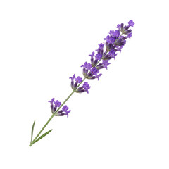 Naklejka premium Delicate purple lavender sprig blossoms with green stem and leaves, perfect for natural beauty and wellness.