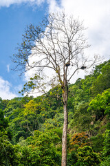 Tall Tree in Lush Forest Landscape