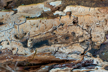 Close-Up of Decaying Wood with Intricate Patterns