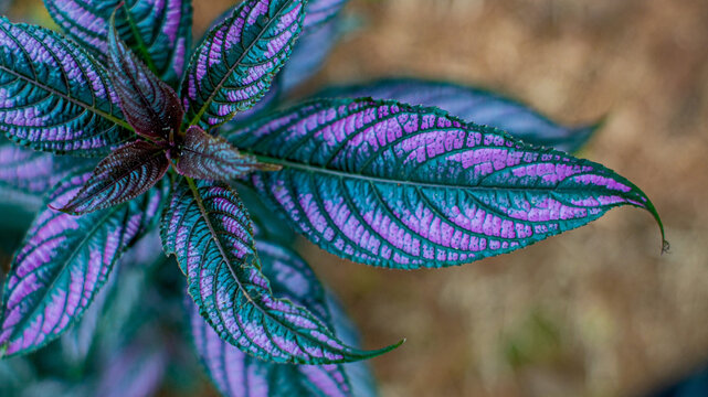 Vibrant Purple and Green Leaf Close-Up