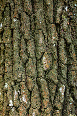 Close-Up of Textured Tree Bark