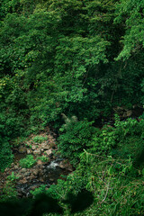 Obraz premium Lush Forest with Rocky Stream