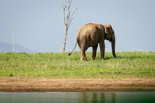 Sri Lankan elephant grazes near Gal Oya lake, seeking food and water..