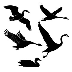 Black silhouettes of flying and swimming ducks and swans duck silhouette swan silhouette