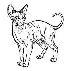A hairless Sphynx cat stands upright, showcasing its distinctive wrinkled skin and large ears. The cat has a slender body and a playful expression.