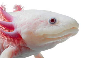 Close-up portrait of axolotl with pink gills and albino skin isolated on transparent background