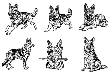Six illustrations of German Shepherd dogs in various poses. The dogs are depicted in black and white, showcasing their distinct features and expressions.