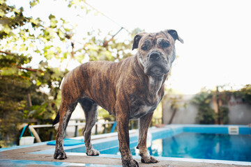 Ca de Bou dog stands on the edge of the pool and looks at the camera