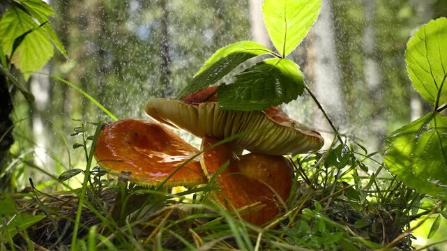 Closeup of red mushrooms in rain with blurred forest background