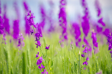 Purple wildflowers among young spiked green wheat