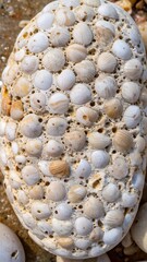 Sea shell embedded stone