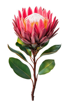 Elegant king protea flower isolated against a deep transparent background with vibrant colors