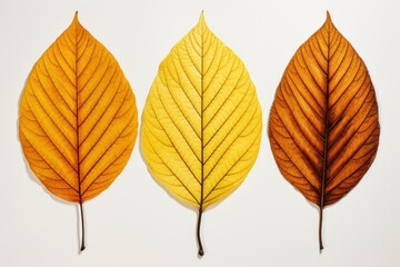 Autumn plant leaf tree.