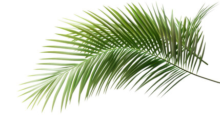 Elegant palm leaf isolated on transparent background providing tropical design elements