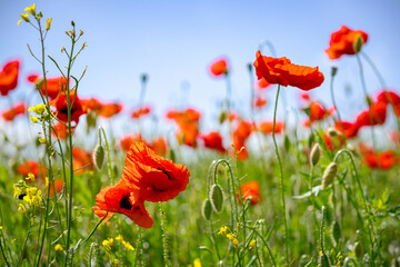 Obraz premium Colorful red poppy field