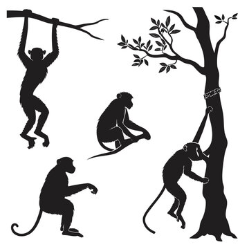 Black monkey silhouettes hanging climbing sitting on trees branch