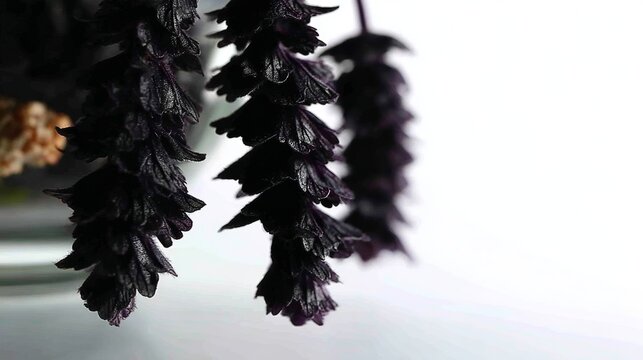 Close-up view of vibrant bugleweed flowers showcasing deep purple hues against a clean white background