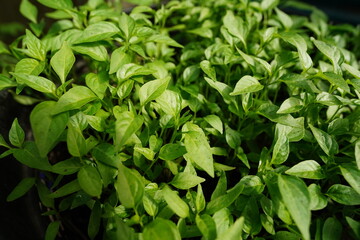 Close-up of beautiful green Jinda chili seedlings.