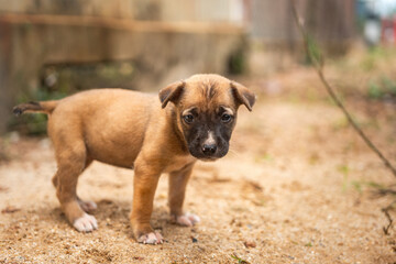 Lonely poor puppy dog living on drity ground, looking and waiting for feed. Animal living in difficult environment, portrait photo.