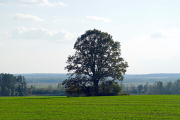 Obraz premium A mighty lonely oak tree in a field. A beautiful view. Warm September. Indian summer.