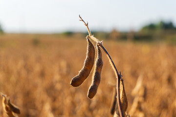Soybean pods growing in a golden field during the late summer harvest season