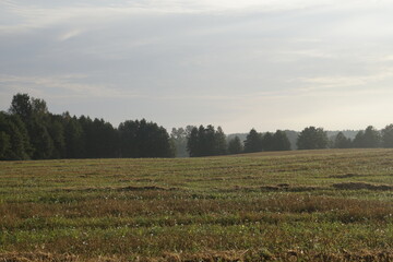 Obraz premium September morning. Harvested grain, field, forest and sky. Horizon. Landscape.