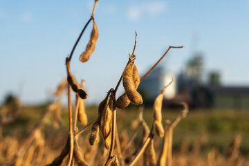 Soybean plants growing in a vibrant field during late afternoon with a farm in the background near harvest time
