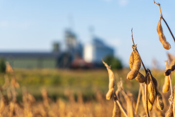 Ripening soybeans in a field with agricultural machinery in the background during late afternoon light