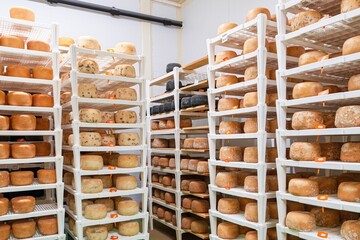 A cheese aging room with shelves of cheese wheels at different maturation stages. Ideal for showcasing artisanal food production and the cheese-making industry.