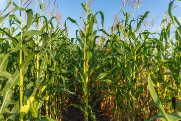 Corn plants growing in a sunlit field during the summer season