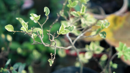 Closeup Macro Photo of a Small Sapling Tree with a Soft Bokeh Blurry Background.