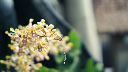 Close-Up Photography of Yellow Orchid Flower Photo with Soft Bokeh Background and Natural Light