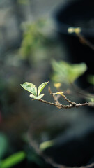Closeup Macro Photo of a Small Sapling Tree with a Soft Bokeh Blurry Background.