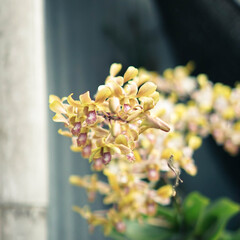 Close-Up Photography of Yellow Orchid Flower Photo with Soft Bokeh Background and Natural Light