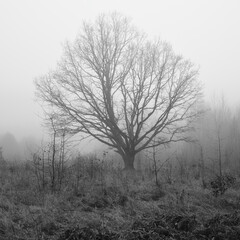 Spreading Oak Tree in Foggy Field - Horizontal Late Autumn Landscape