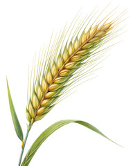 one wheat ears sprig isolated on transparent background