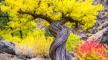 Twisted tree trunk with vibrant yellow autumn leaves in scenic mountain landscape