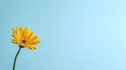 Single yellow gerbera flower in sharp focus against a vibrant blue background, minimalist floral elegance.