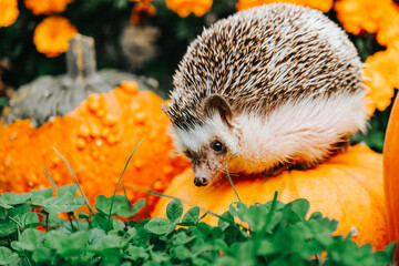  hedgehog sits on pumpkins against a backdrop of orange and yellow marigolds in a garden, surrounded by vibrant floral scenery.  © Yuliya