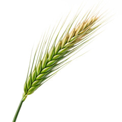 Fototapeta premium A close up shot of a single ear of wheat with a green stem and golden grains on a black background