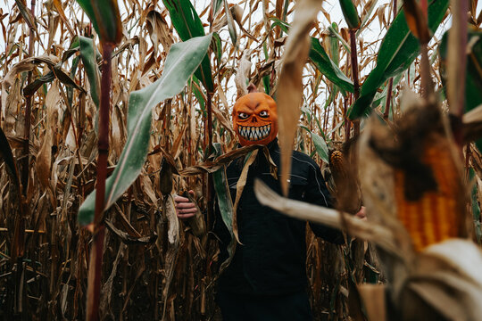 Halloween mood.Jack Lantern Monster in Cornfield .Person Wearing a Scary Halloween Monster Mask.Scary Pumpkin Head in Corn Maze.pumpkin monster and corn cobs on grey autumn sky. 